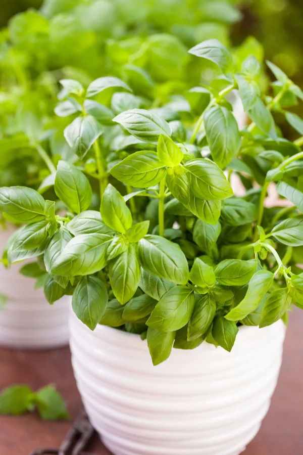 Growing basil deals under led lights