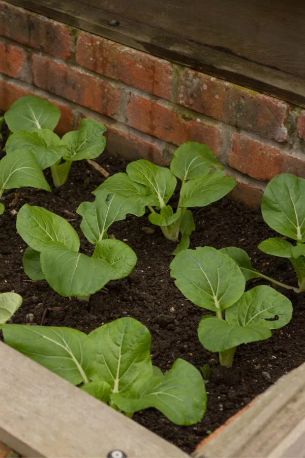 salad crops in cold frames