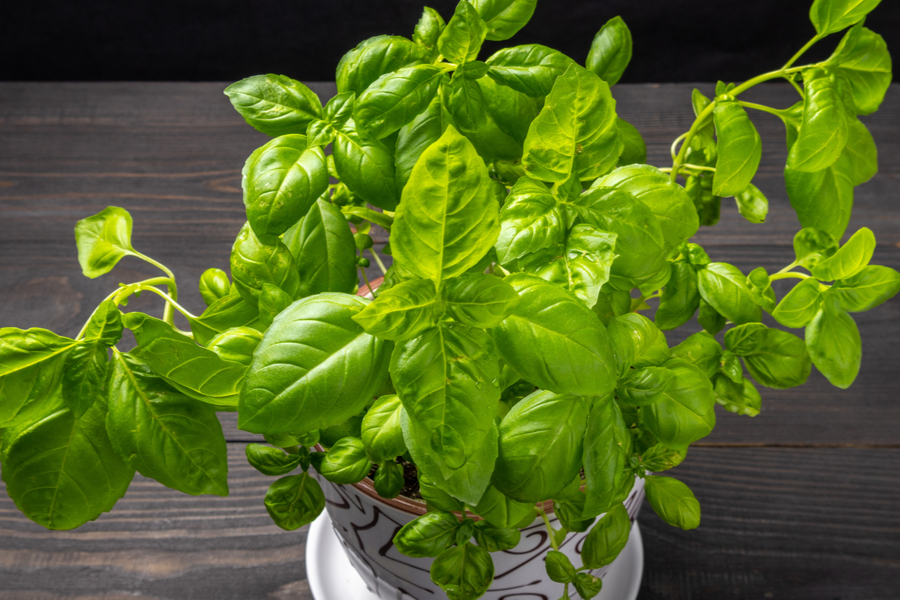 To Grow Basil Indoors - The Simple Secrets To Growing Basil