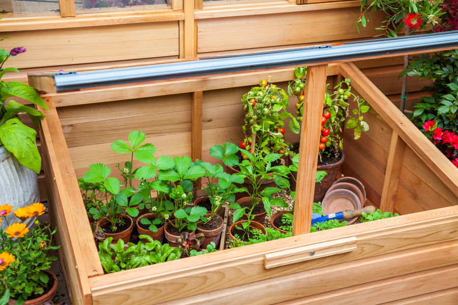 how to grow in a cold frame