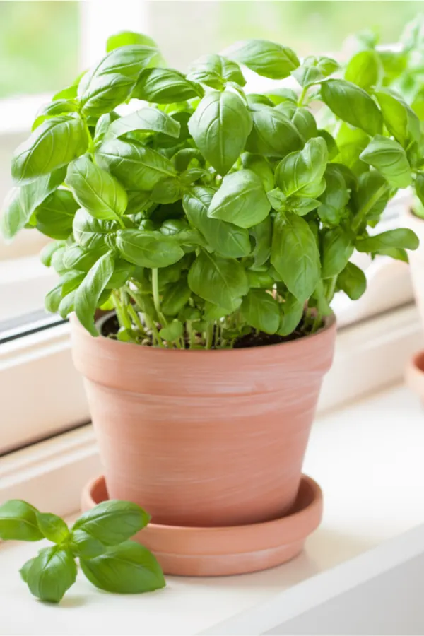 how to grow basil indoors