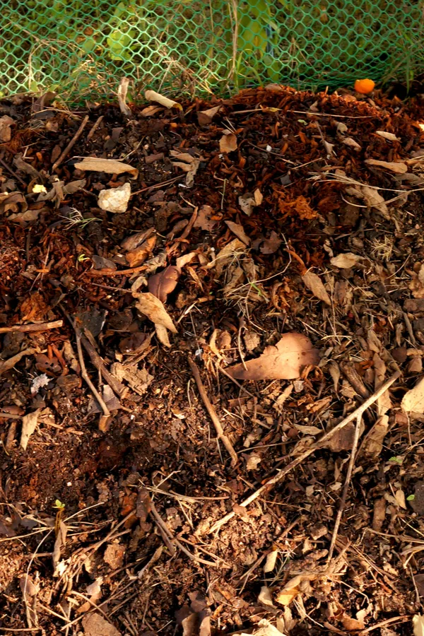 compost pile of leaves