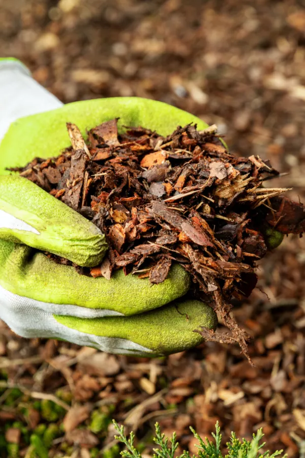 mulching fall flowerbeds