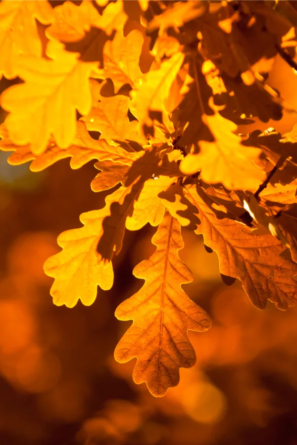 composting oak leaves