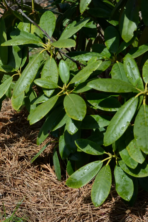 mulching rhodendrons