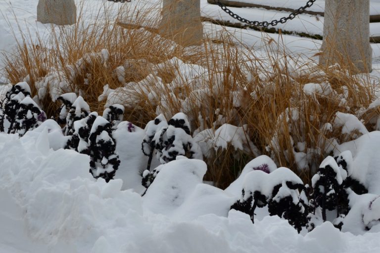 protect perennials for winter