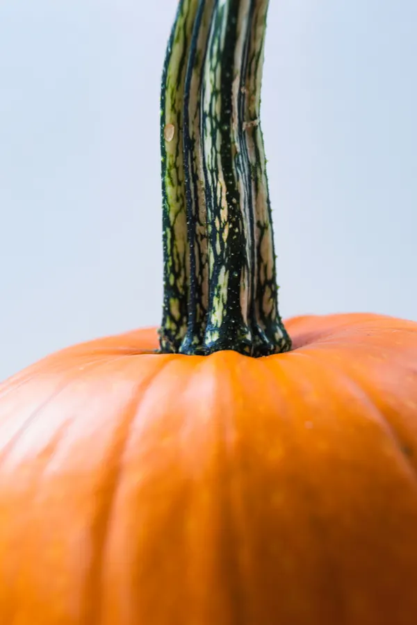 making pumpkins last