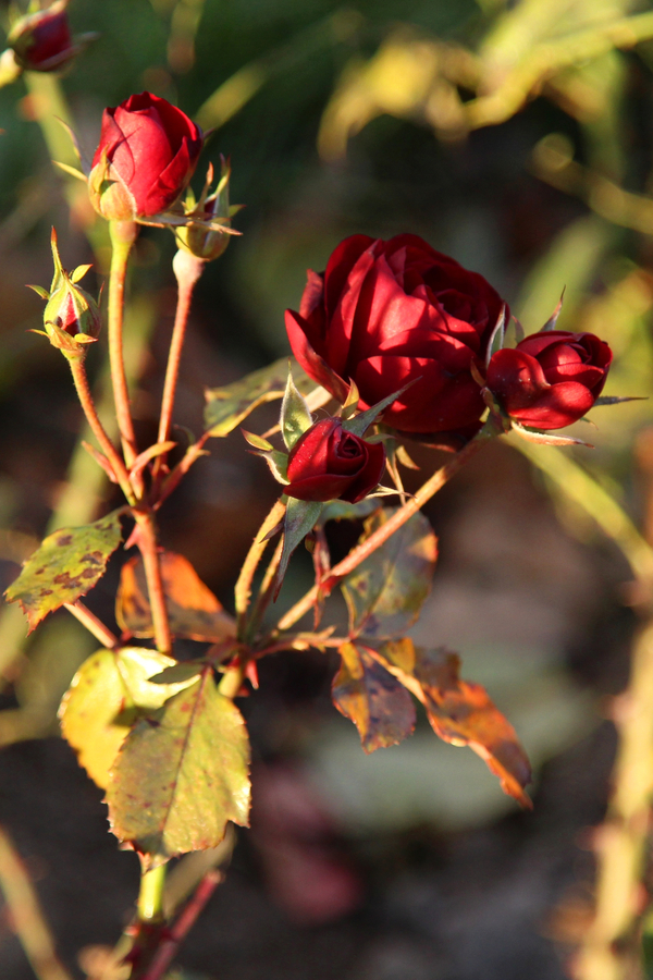 prepare rose for winter - fall rose care