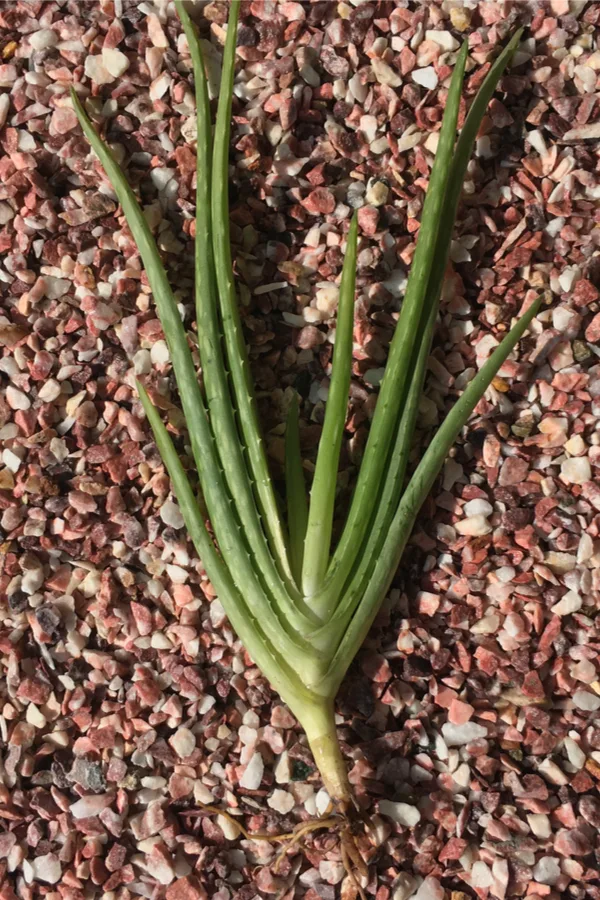 aloe vera pup