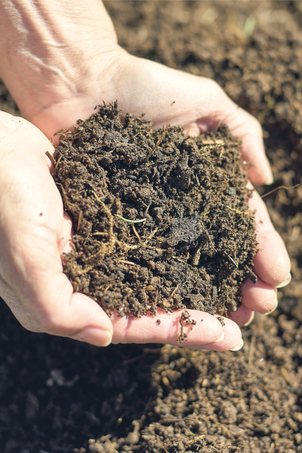 amending the soil with compost