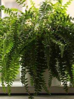 bringing ferns indoors - winter