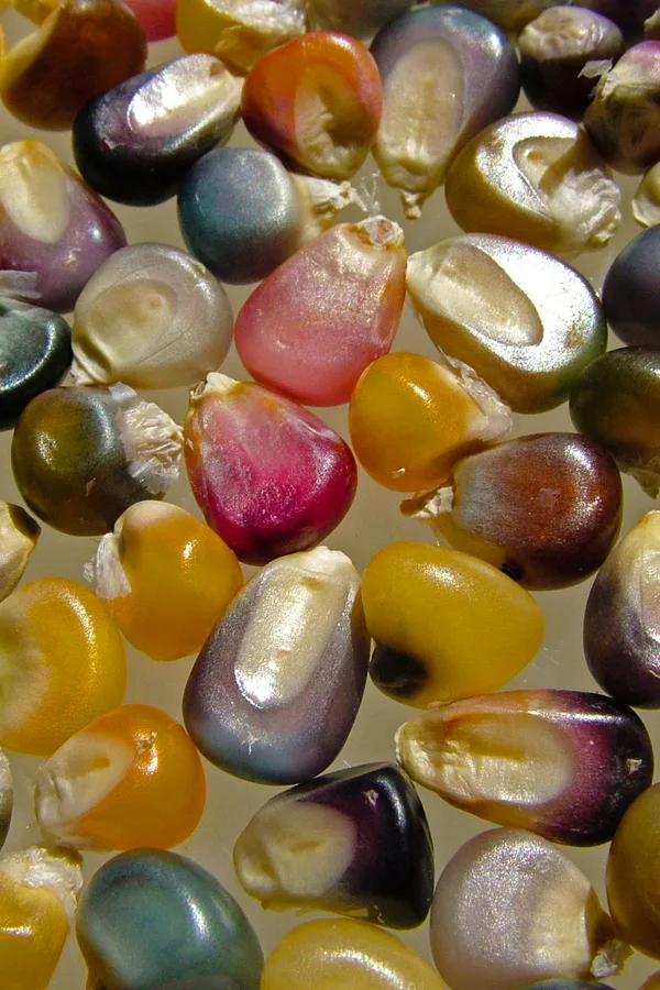 How to Grow, Harvest, Dry, and Cook Beautiful Glass Gem Corn - Dengarden