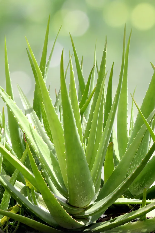 How To Grow Aloe Vera As A Houseplant - The Incredible Plant That Heals