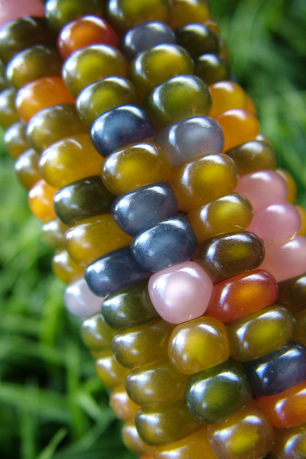 galss gem corn