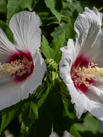 how to overwinter hibiscus