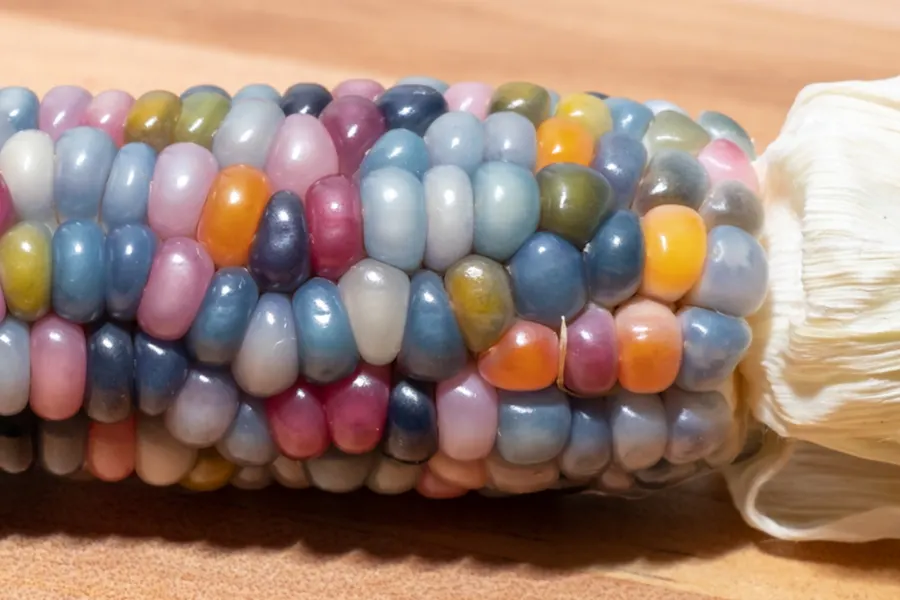 You Can Grow Rainbow Colored Corn And It Is Something I Didn't Know I  Needed Until Now