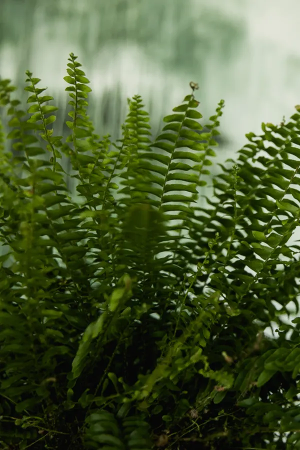 ferns indoors