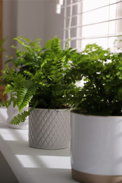 How To Save Your Ferns! Bringing Ferns Indoors For The Winter