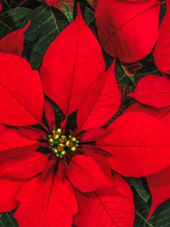 how to keep poinsettia plants blooming