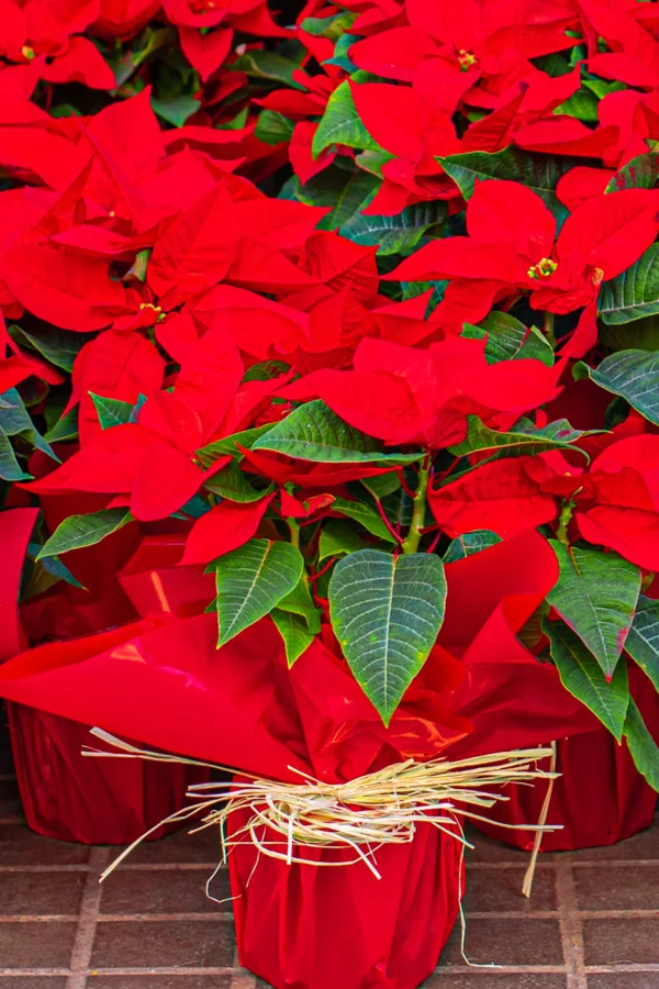 poinsettia plants in bloom