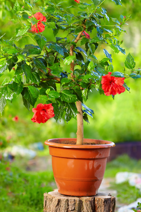 bringing a hibiscus indoors