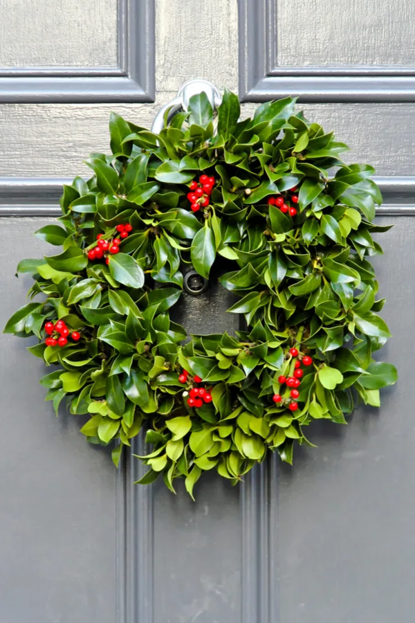 holly wreath - how to grow holly