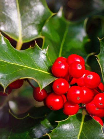 how to grow holly