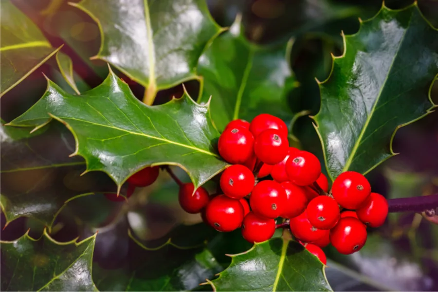 how to grow holly