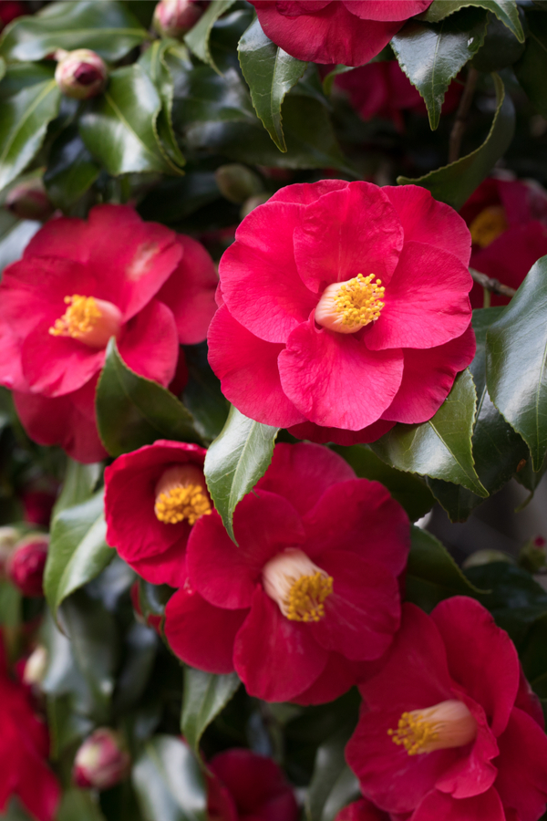 growing camellias