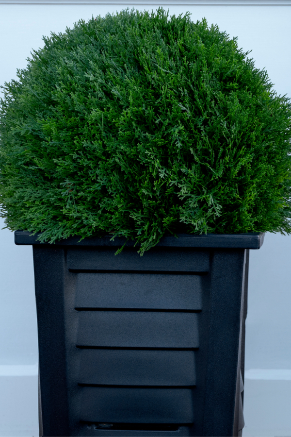 Dwarf cypress evergreen growing in a container.