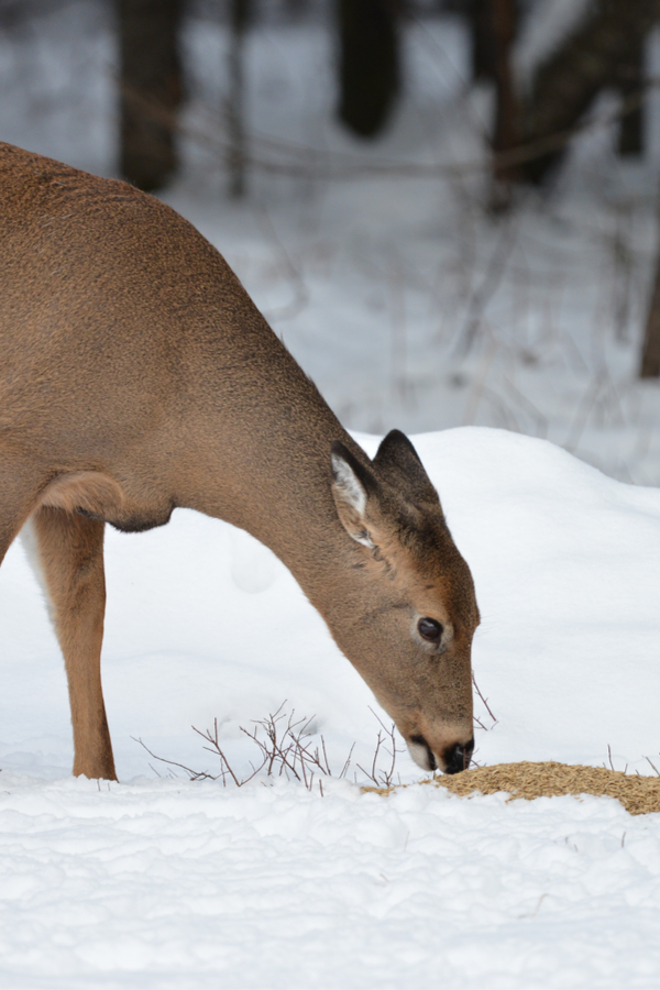feeding deer - preventing winter deer damage