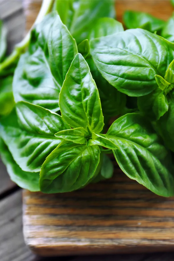 fresh basil - how to grow basil indoors