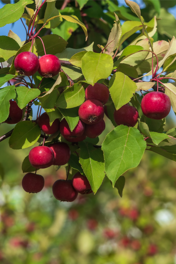 maintaining fruit trees