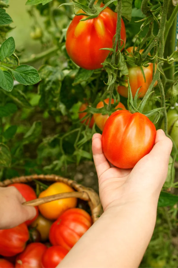 Growing Tomatoes - Wood Raised Beds