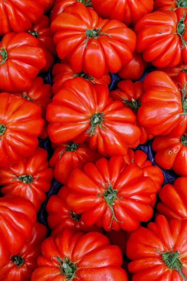 Genovese heirloom tomato