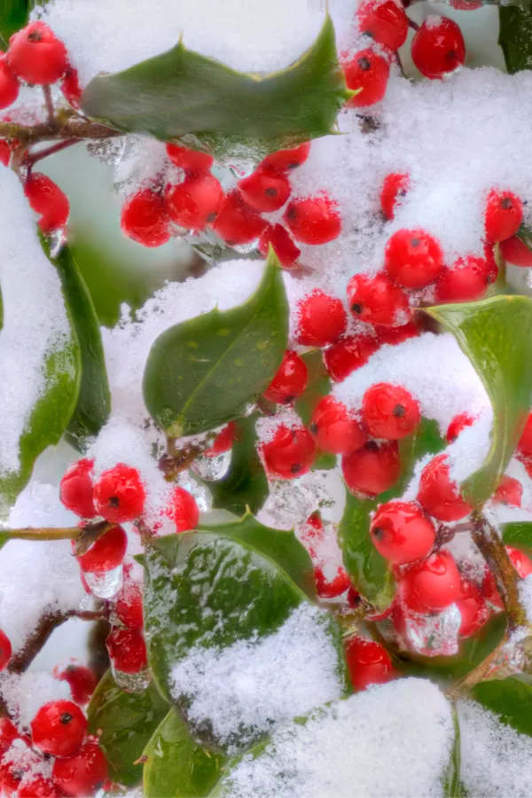 How Holly Became A Christmas Tradition * Big Blog of Gardening