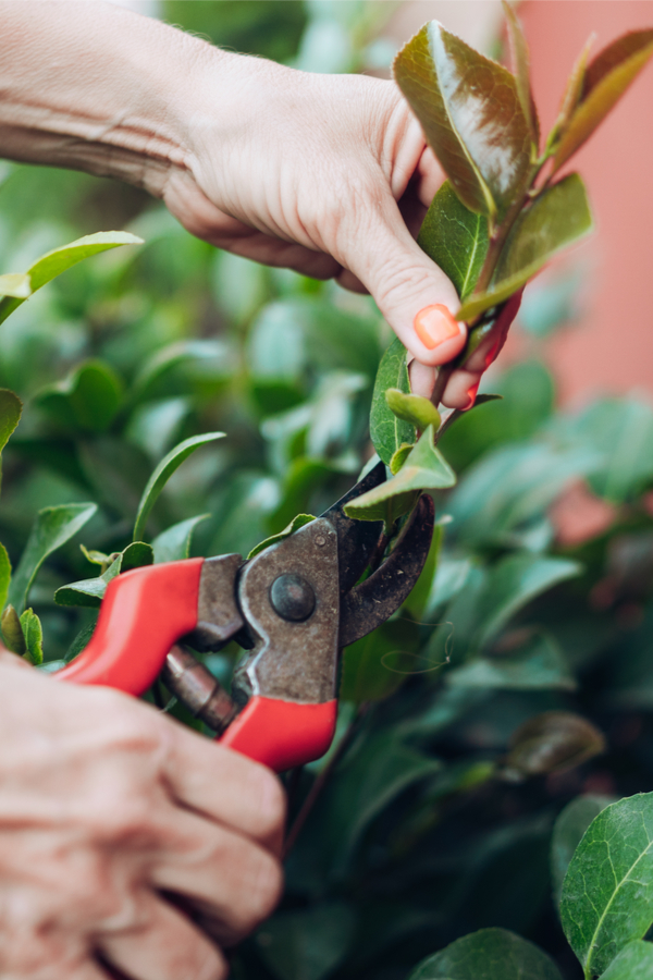 pruning