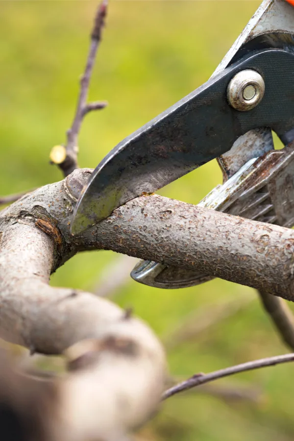 pruning in the winter