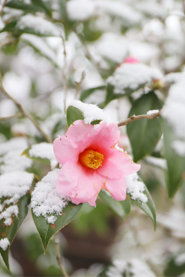 Watering Camellias