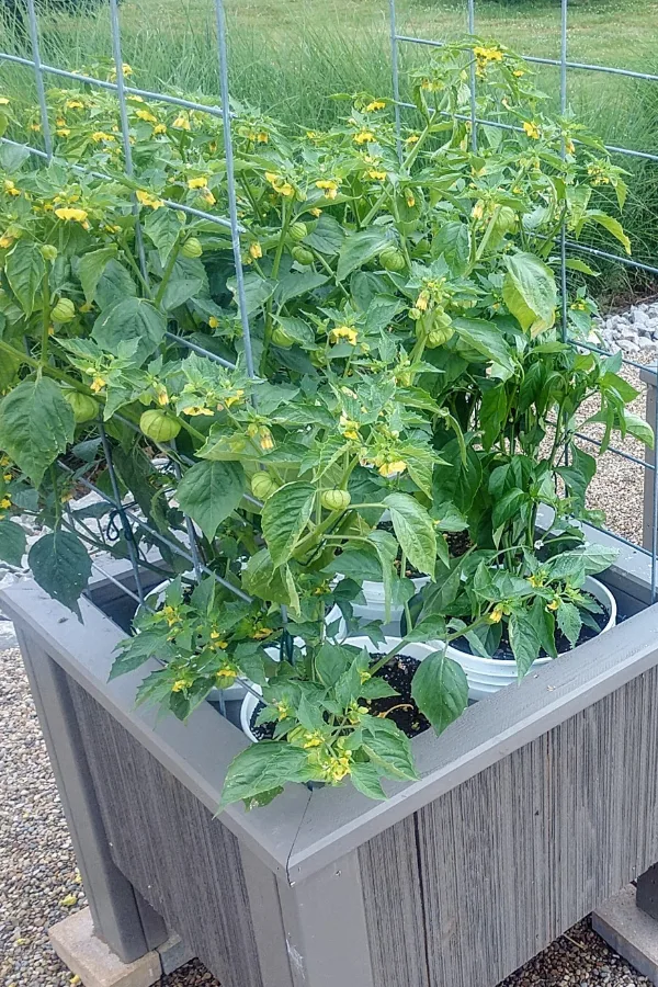 raised beds from wood