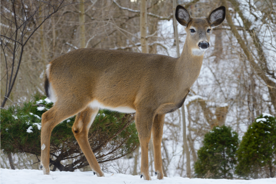 prevent winter deer damage