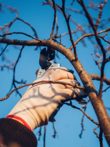 pruning fruit trees in the winter