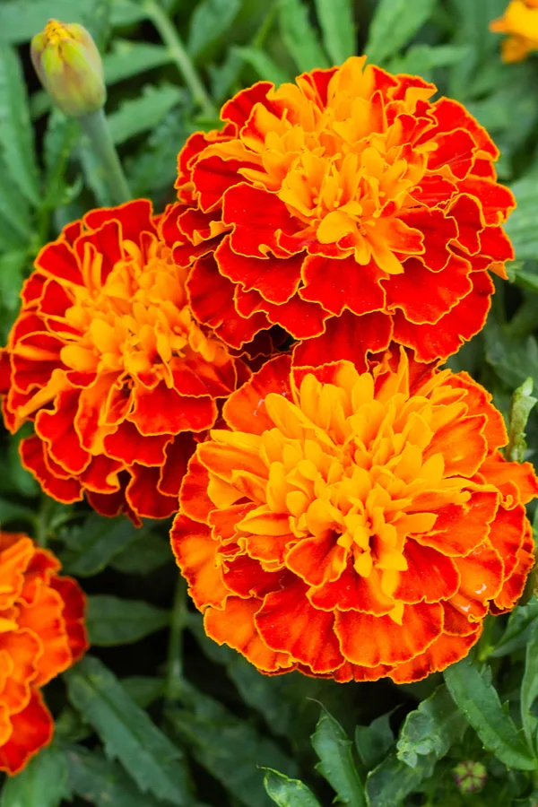 aztec marigolds - How To Repel Pests With Marigolds