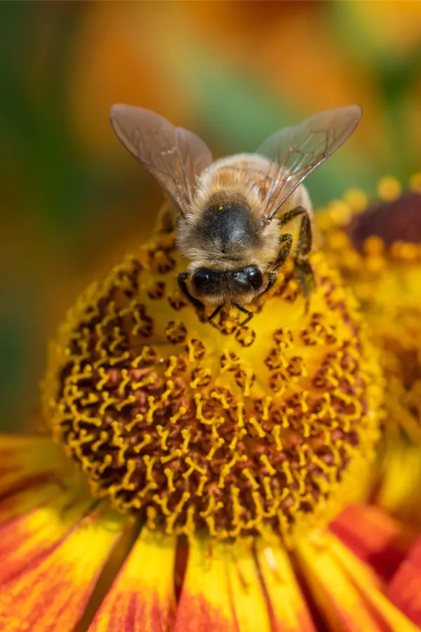 bees and helenium