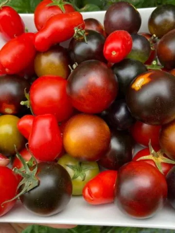 best tomato plants to grow