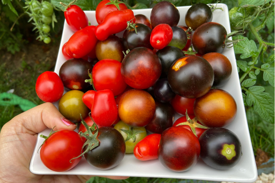 best tomato plants to grow