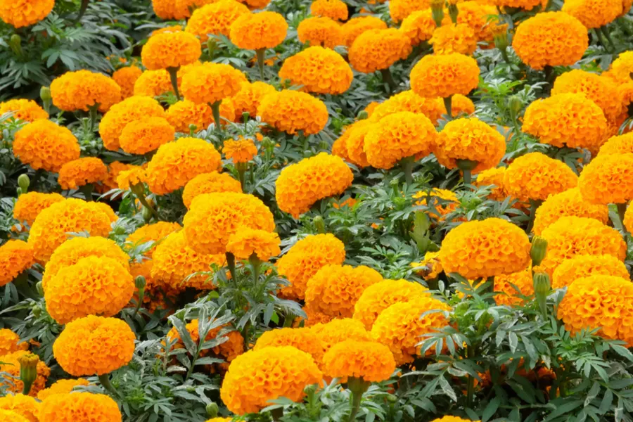 best marigolds to grow