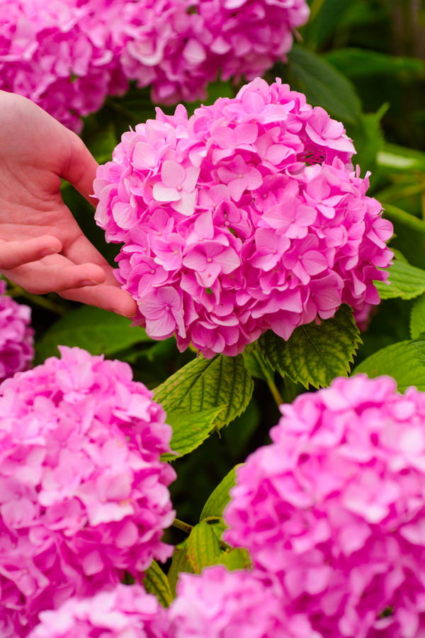 when to fertilize hydrangeas