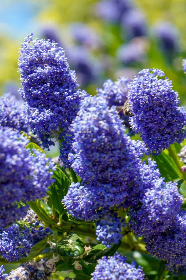 lilacs in bloom