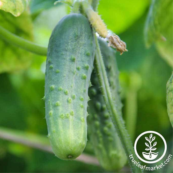 cucumbers for pickles